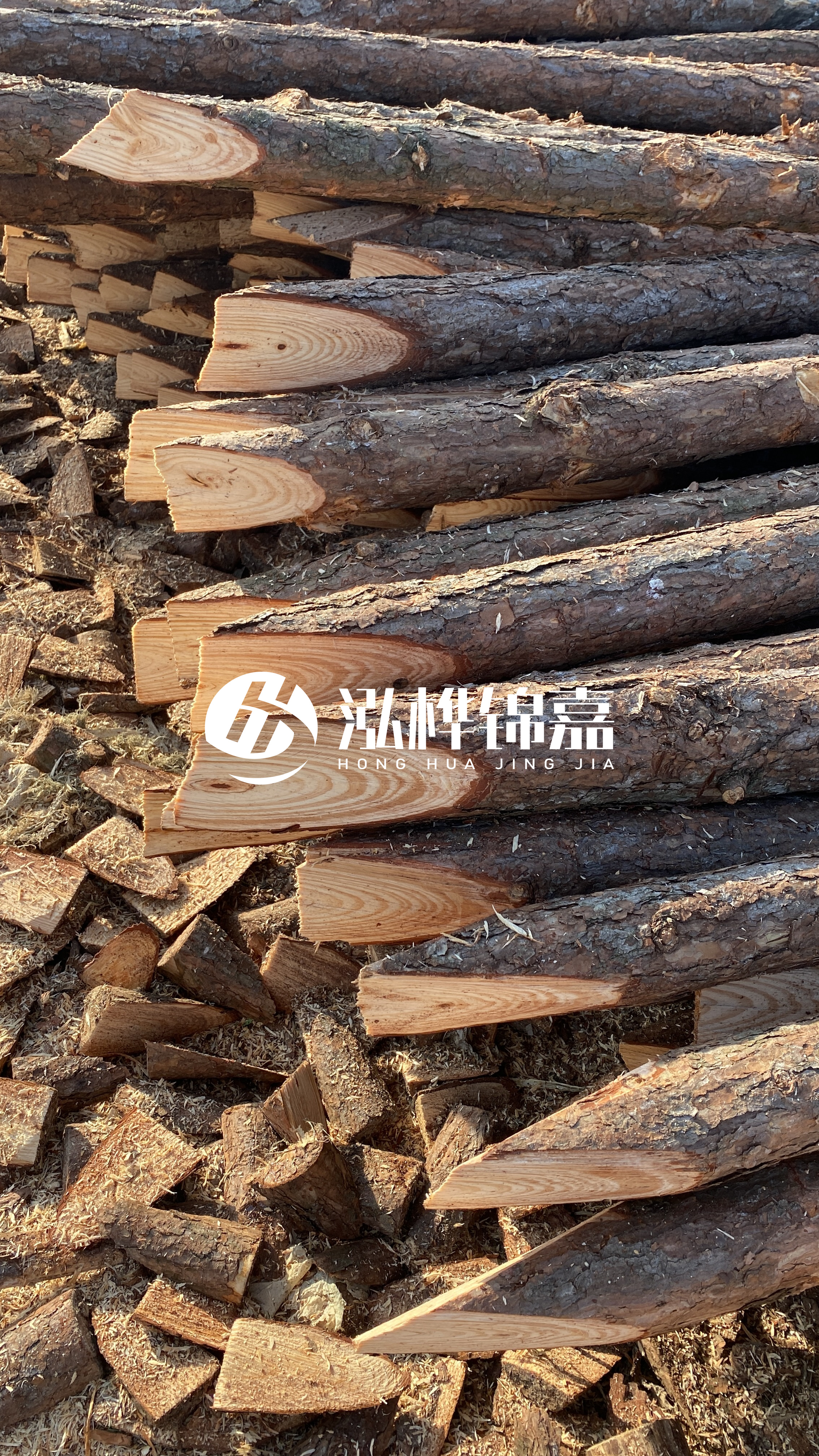松木樁怎么分辨好壞？學(xué)會這幾招，輕松分辨松木樁好壞不踩雷！